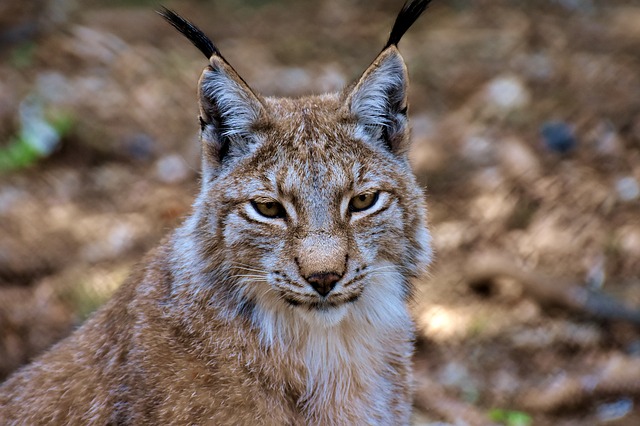 Magnétiseur pour animaux